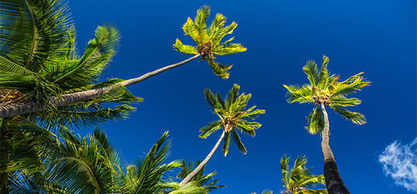 It's Blue Sky Tours Days